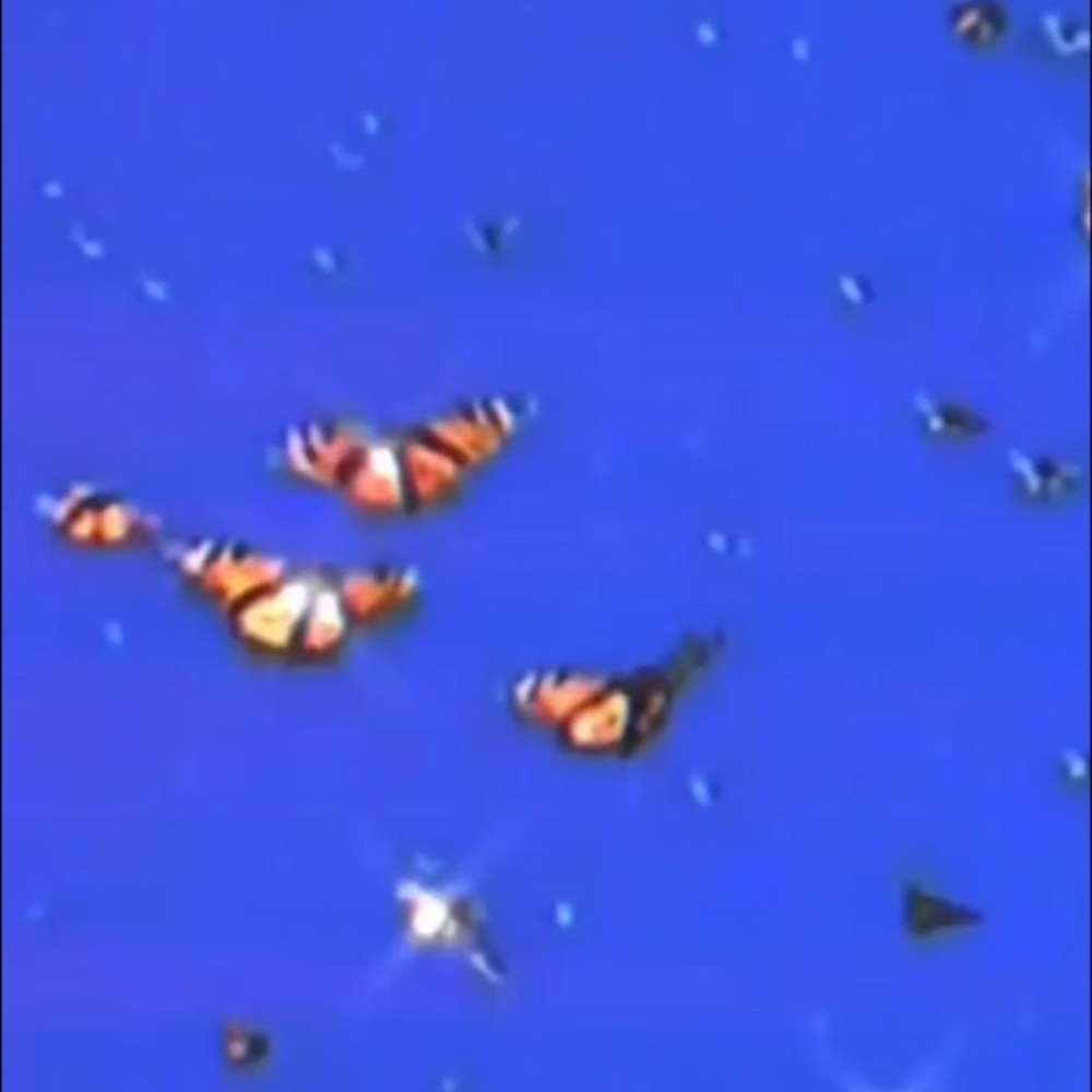 Meet your Posher, Brenda